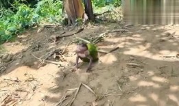 猴子吃大瓜的视频,趣味盎然的大瓜盛宴