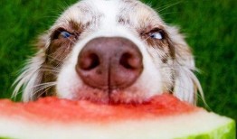 狗怎么吃蓝瓜视频教学,跟随狗狗视频学习新技能