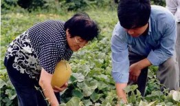 农村王大美吃瓜视频,揭秘乡村生活趣味瞬间