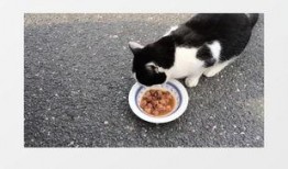 宠物吃瓜视频素材网站,萌宠欢乐时光大盘点