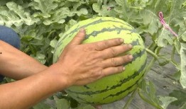 吴江绿地吃瓜事件视频最新,一场引发热议的邻里冲突瞬间