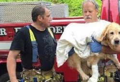 车祸小狗吃瓜视频播放,萌宠视角下的意外瞬间