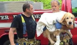 车祸小狗吃瓜视频播放,萌宠视角下的意外瞬间