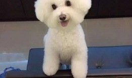 比熊狗可以吃土瓜吗视频