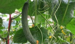 吃田瓜要掏籽吗图片视频,揭秘吃田瓜是否需要掏籽