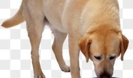 狗狗吃瓜素材视频下载大全