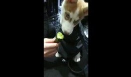 狗胜吃瓜视频,揭秘娱乐圈幕后真相