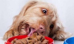 狗狗吃瓜 搞笑视频,萌宠搞笑视频来袭！