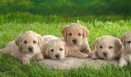 小狗吃瓜会生病吗视频,宠物饮食安全警示