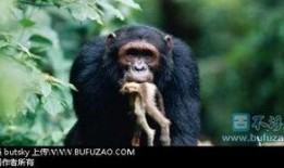 猩猩吃角瓜的视频大全,视频大全里的欢乐瞬间