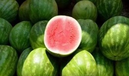 临夏康乐吃瓜视频播放,临夏美食之旅，一起感受瓜果飘香