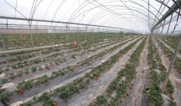 西昌丁家坝吃瓜视频,一场夏日里的欢乐盛宴