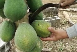 种植瓜被鸟吃视频