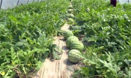 南靖最新吃瓜事件视频,视频揭秘当地最新热点风云