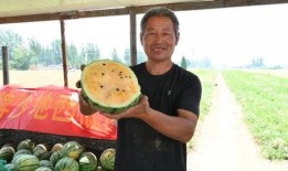 青海阿爸吃瓜视频最新,揭秘瓜农生活点滴