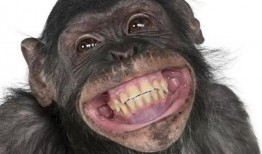 猩猩吃角瓜的视频大全,视频大全里的欢乐瞬间