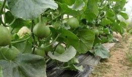 宝石瓜的籽可以吃吗视频