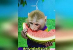 猴吃瓜文案视频软件,趣味横生的短视频软件，带你领略欢乐时光