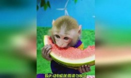 猴吃瓜文案视频软件,趣味横生的短视频软件，带你领略欢乐时光