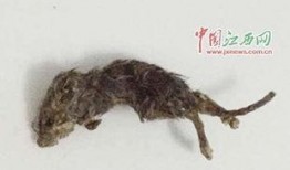 瓜蛇吃老鼠视频