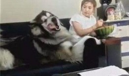 阿拉斯加吃瓜视频,揭秘极地萌宠的趣味生活