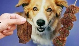 狗怎么吃蓝瓜视频教学,跟随狗狗视频学习新技能