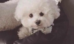 比熊狗可以吃土瓜吗视频