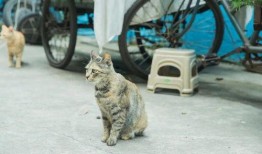 吃矮瓜长大的人会胖吗视频,揭秘吃矮瓜与肥胖的关系