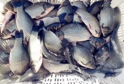 六大瓜吃鲫鱼视频大全下载,美味食谱一网打尽