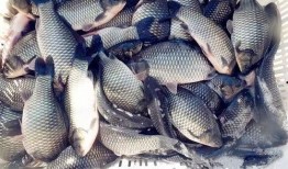 六大瓜吃鲫鱼视频大全下载,美味食谱一网打尽