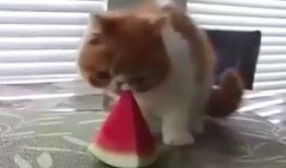 鸭鸭吃瓜视频,揭秘娱乐圈幕后故事