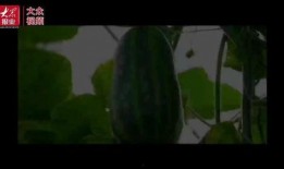 八卦吃瓜自播视频,揭秘娱乐圈幕后故事