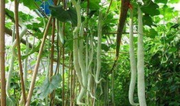 泰国人吃蛇瓜好吗视频,传统美食背后的健康之谜