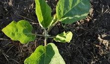 黄守瓜吃叶子视频播放