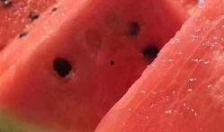 吃麒麟瓜有什么营养吗视频,吃出健康与活力