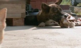 车祸小狗吃瓜视频播放,萌宠视角下的意外瞬间