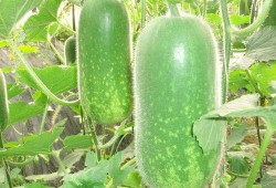 吃鸡哈密瓜唱歌视频大全,欢乐歌唱视频大盘点