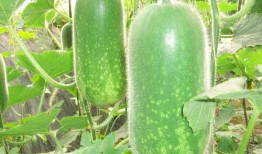 吃鸡哈密瓜唱歌视频大全,欢乐歌唱视频大盘点