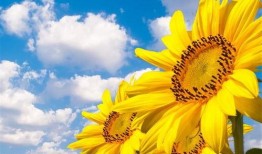 吃瓜博主向日葵视频在哪看,吃瓜博主向日葵视频观看攻略