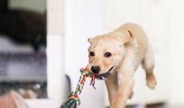 狗狗吃瓜素材视频下载大全