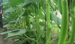 蒲瓜菜怎么吃最好吃视频,视频教你家常烹饪秘诀