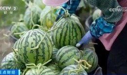 新疆网红吃瓜视频大全集,趣味横生的美食之旅