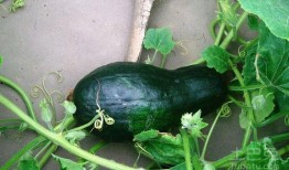 吃鸡哈密瓜唱歌视频大全,欢乐歌唱视频大盘点