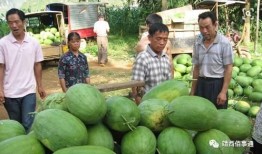青海浪山吃瓜视频免费观看大全,免费观看大全，一网打尽精彩瞬间