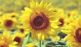 吃瓜博主向日葵视频在哪看,吃瓜博主向日葵视频观看攻略