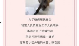猴吃瓜文案视频软件,趣味横生的短视频软件，带你领略欢乐时光