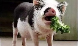 小香猪吃羊角瓜视频播放,萌态十足引网友热议