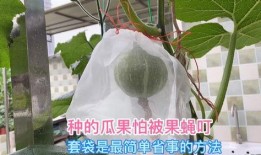 种植瓜被鸟吃视频