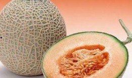 两只小猴子吃哈密瓜视频,两只小猴子欢乐共享哈密瓜