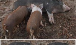 猪吃瓜的素材视频,猪吃瓜的趣味瞬间